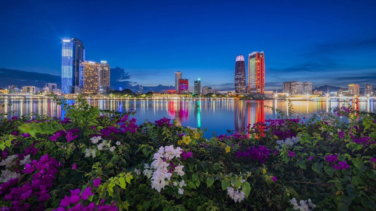 Mùa Hoa Giấy bên Sông Hàn