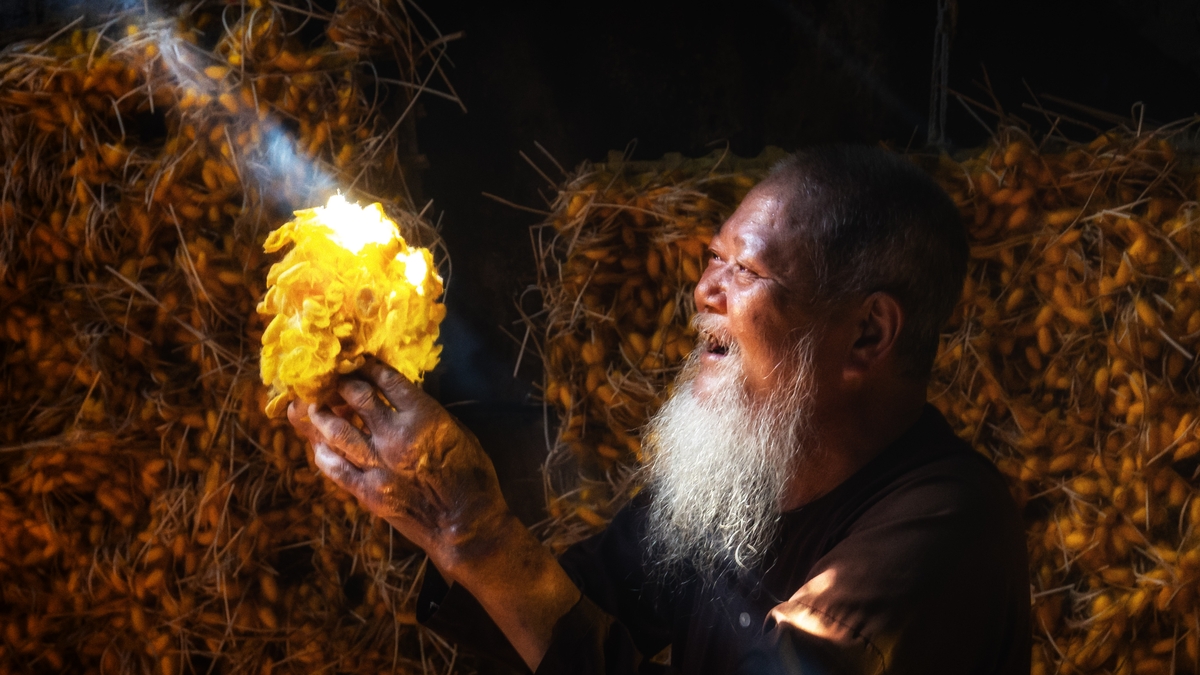Giọt nắng trong kén tằm