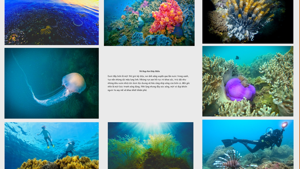The Beauty of the Ocean