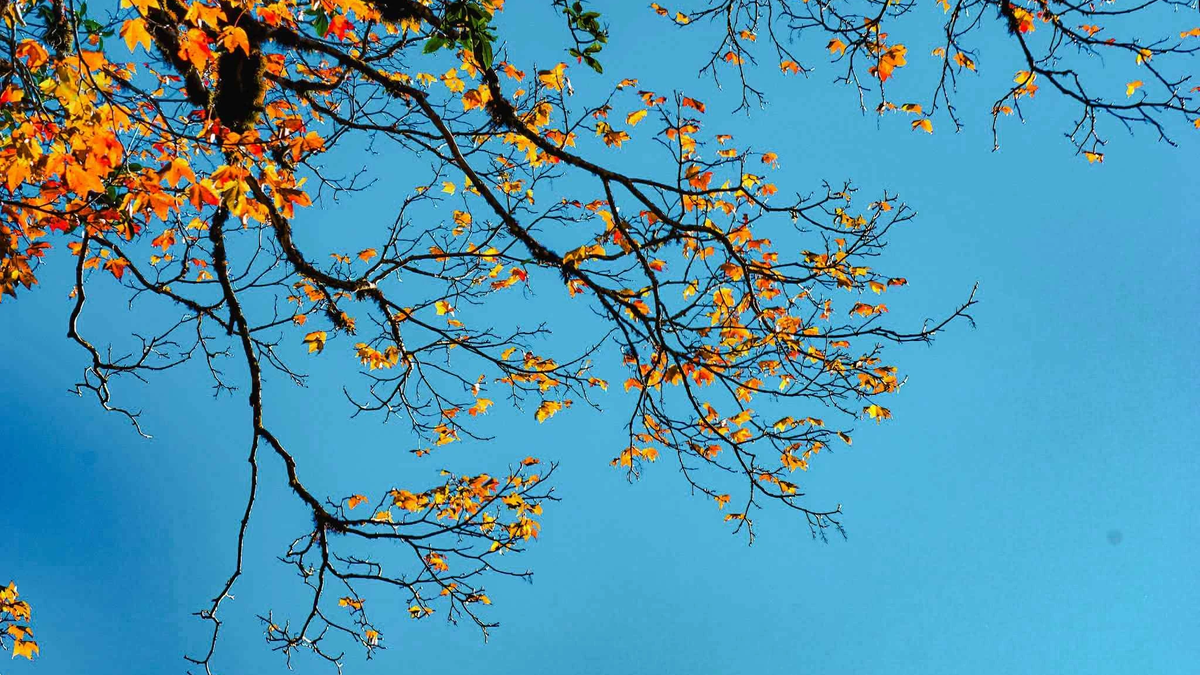 निउ को सान पर्वत पर मेपल के पत्तों का मौसम