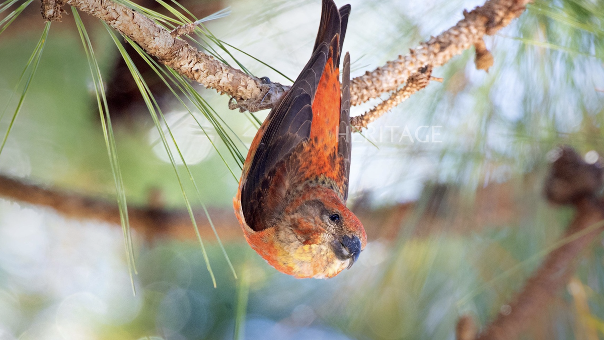 Dalat - Home of rare birds