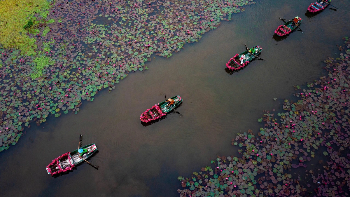 Flores de lótus 'tingindo' Ninh Binh de rosa vista de cima