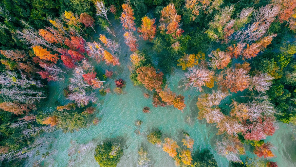 Otroligt vacker röd lövsäsong i Khe Sanh-skogen