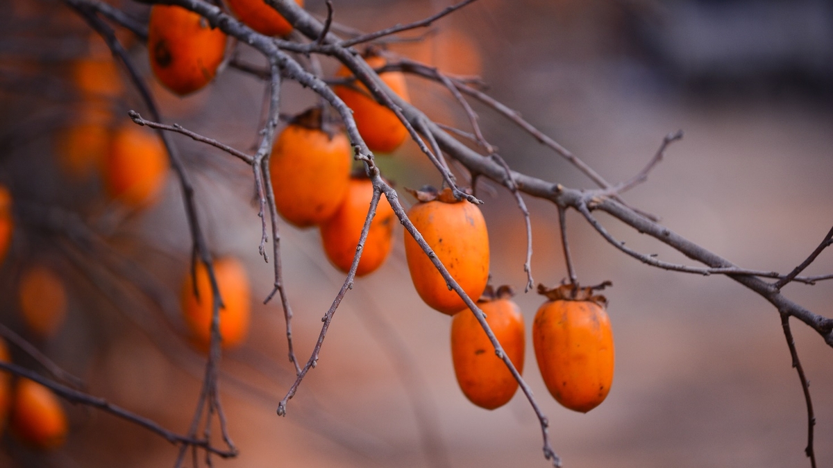 Vizitați platoul Moc Chau în toamnă, întâmpinați sezonul copt al curmalelor și dealurile cu iarbă roz strălucitor