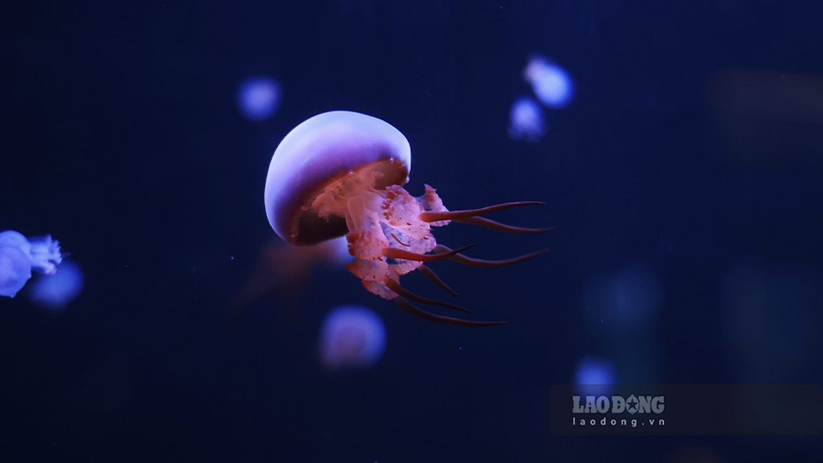 Un café en Ciudad Ho Chi Minh tiene un acuario mágico con más de 1.000 medusas.