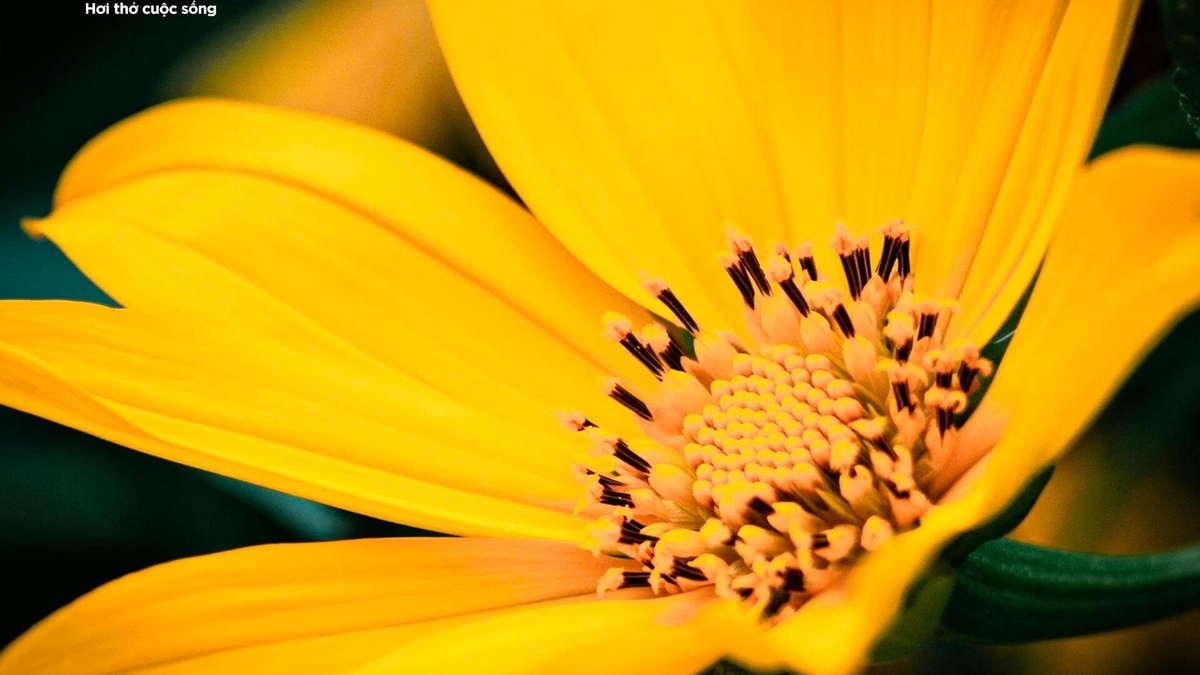 Sesongen med vill solsikker dekker bakkene på Ba Vi-fjellet i gull, besøkende strømmer til for å ta bilder tidlig på vinteren