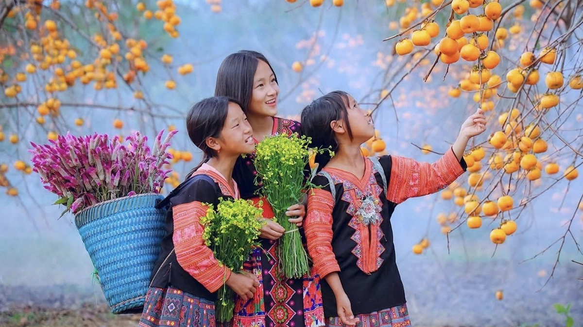 Jatuh cinta dengan taman mawar yang penuh dengan buah-buahan yang masak dan sarat di tengah-tengah Moc Chau