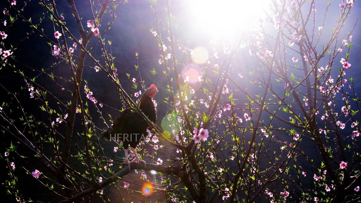 Квіти персика розквітають рано, змішані з квітами гречки в селі Ло Ло Чай
