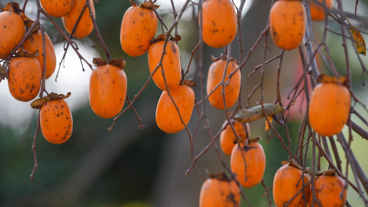 목차우 중심부에 있는 익은 과일로 가득한 장미 정원에 반해보세요.