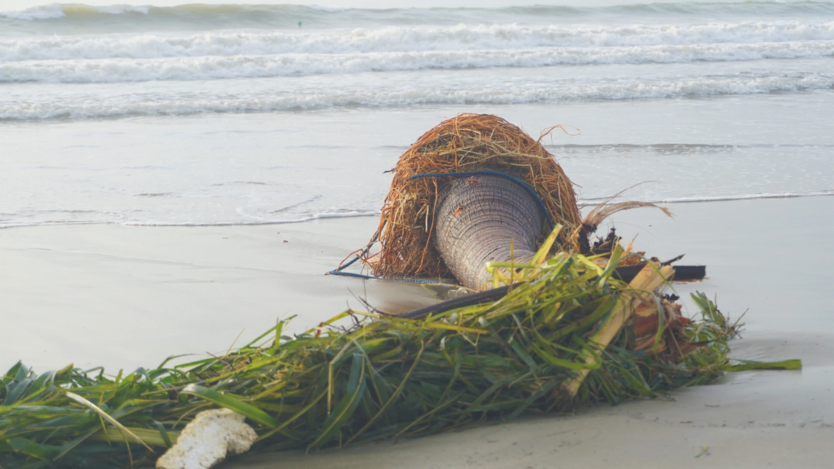 木々は倒れたわらのように横たわり、ダナンの通りは嵐13号カルメギによるゴミと砂でいっぱいです