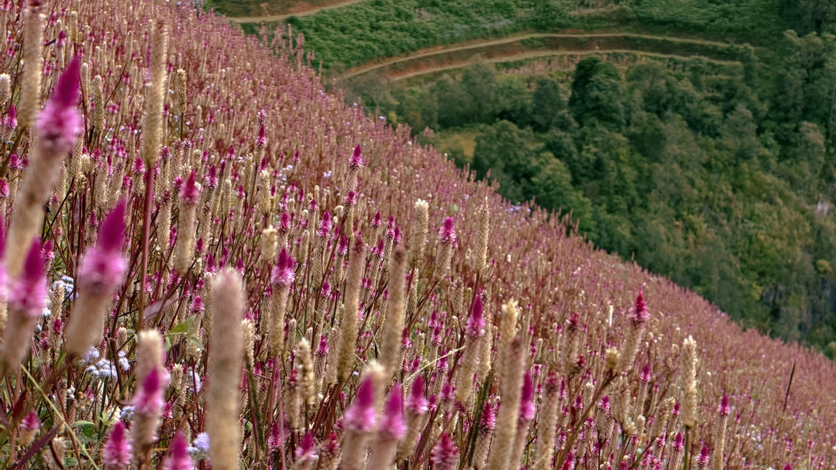 Perdido en Mu Cang Chai en la temporada de flores de Chi Pau