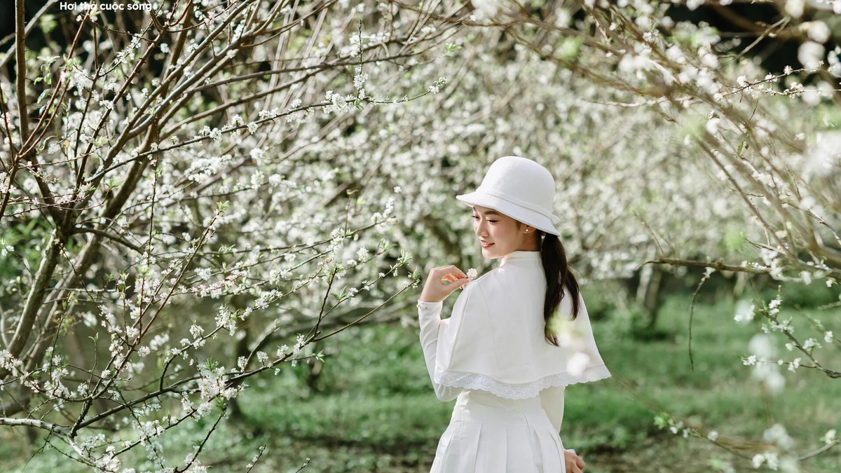 ផ្កា Plum រីក​នៅ​ដើម​ខែ Moc Chau បញ្ចេញ​ពណ៌​ស​សុទ្ធ​នៅ​ពាក់​កណ្តាល​ខែ​វិច្ឆិកា