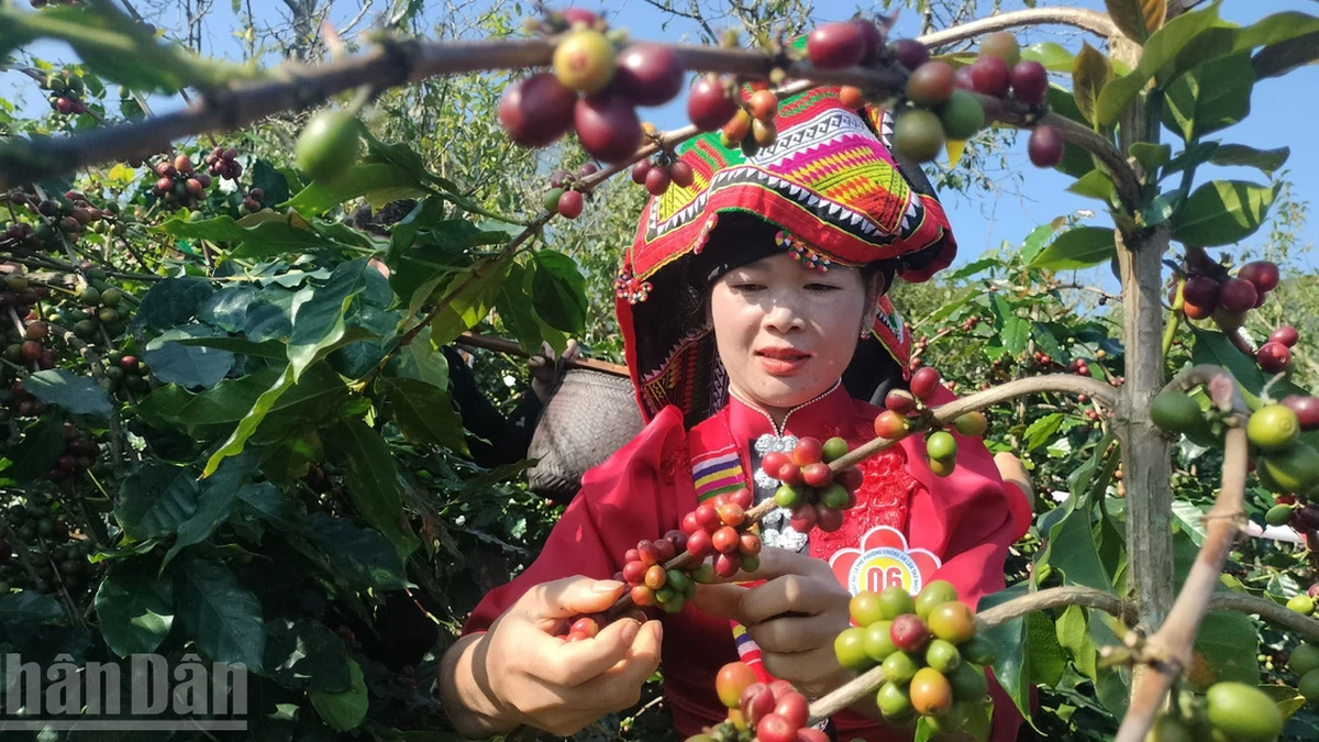[Fotó] Izgalmas verseny a Son La kávébabokból származó piros gyümölcsök ügyes szedéséről és kreativitásáról