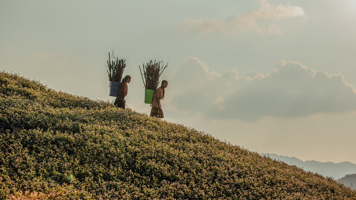 Сезон цветения гречихи, Хазянг - Туенкуанг становится привлекательным местом для регистрации