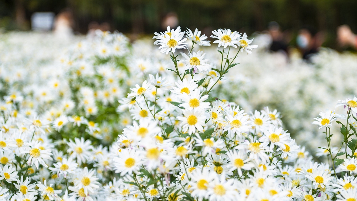 Hanoi is bustling with flower season 'calling winter' to the streets