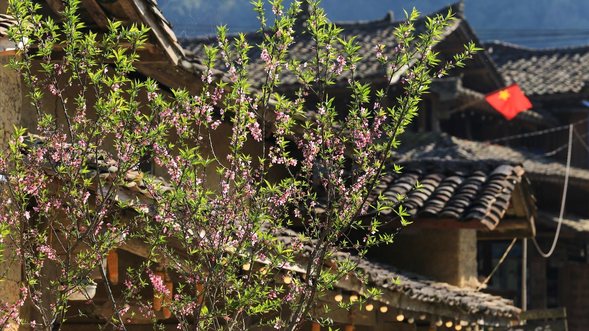 Hoa đào nở sớm ở làng Lô Lô Chải