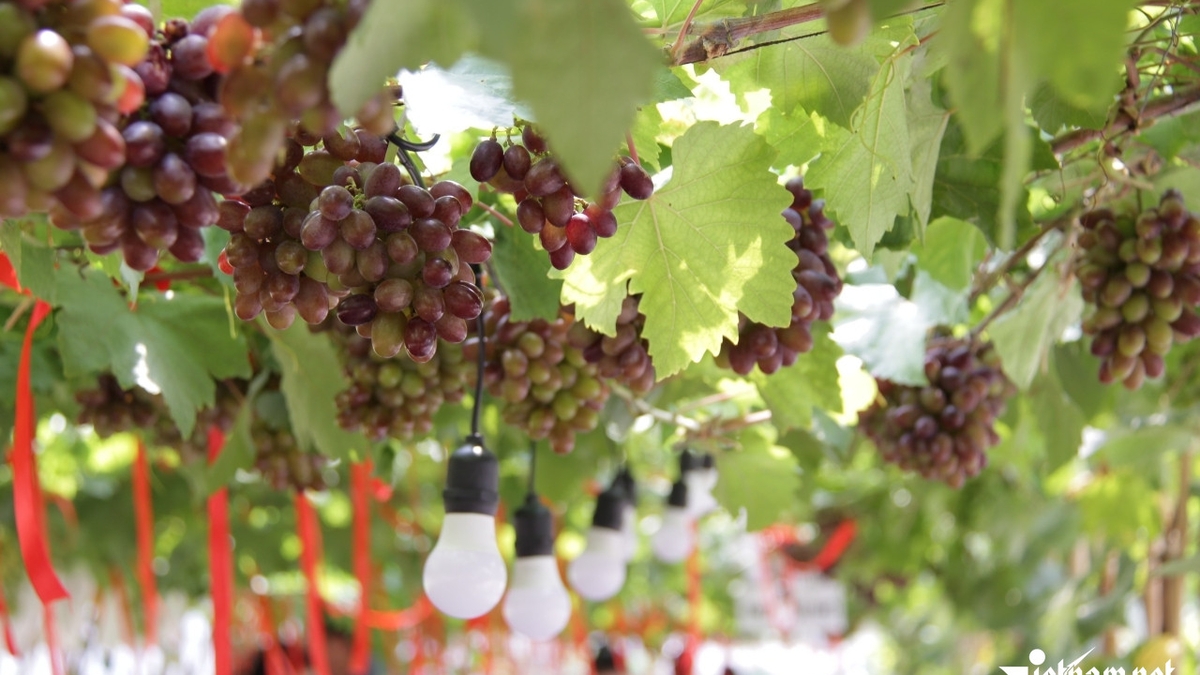 The restaurant under the fruitful grape garden in Ho Chi Minh City is causing a stir, customers travel long distances to check in