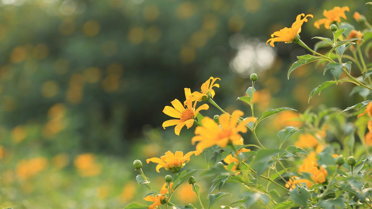 Des tournesols sauvages recouvrent le chemin menant au mont Ba Vi.