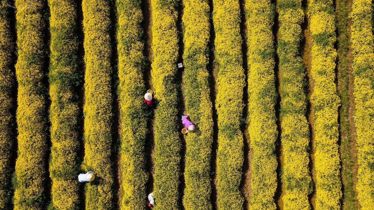 サデックの花村の農家は、2026年のお祭りとテト（旧正月）に備えて花の手入れに忙しい。