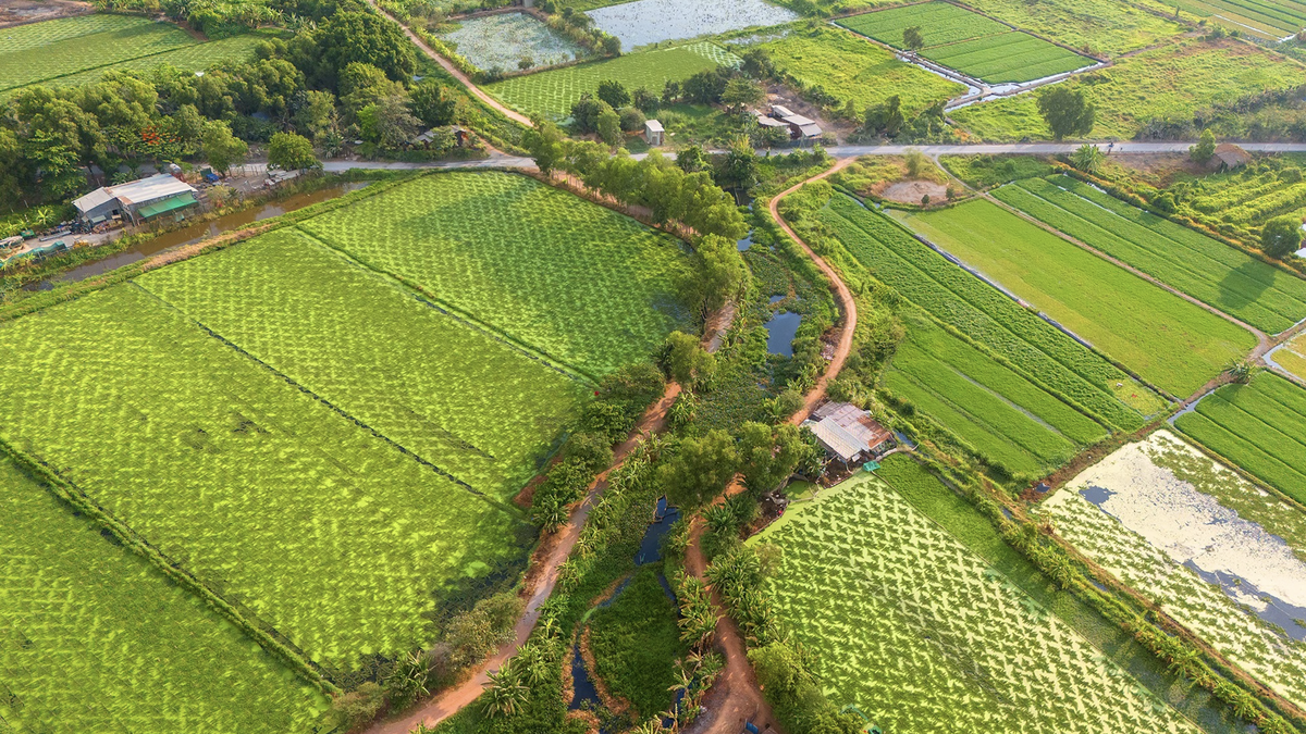 The green water spinach field is like a giant carpet in Ho Chi Minh City