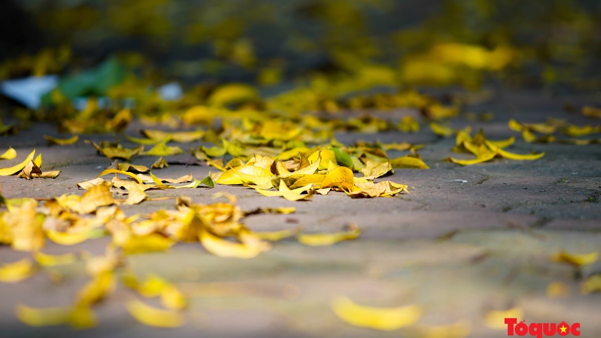 紅葉の季節には穏やかで美しいハノイがあります