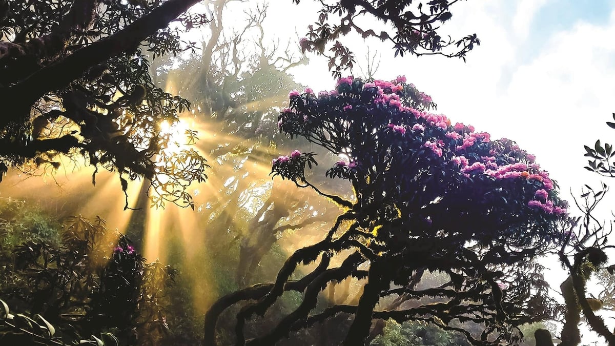 Randonnée de près de 30 km pour voir les fleurs de rhododendrons sur le pic Putaleng