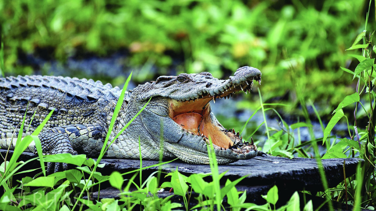 กัตเตียน - อุทยานแห่งชาติแห่งแรกในเวียดนามที่ได้รับสถานะ IUCN Green List