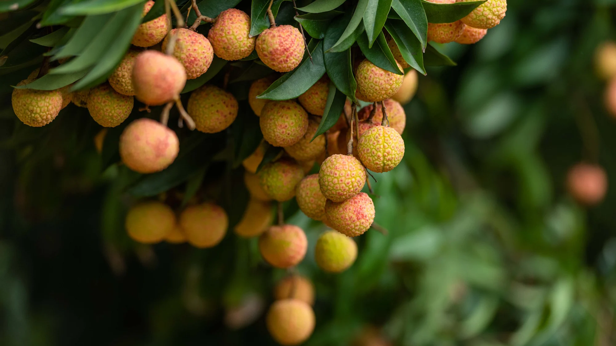 Lychee garden in Hai Duong is likened to a miniature primeval forest, attracting visitors.