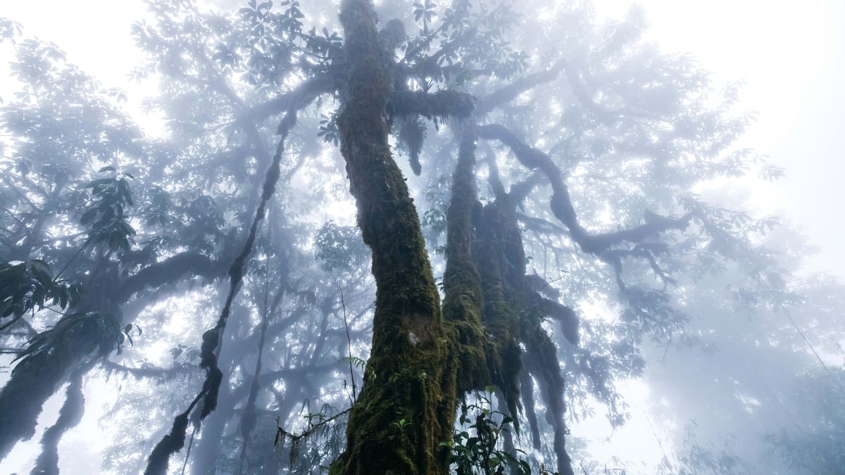 Explora el antiguo bosque en la cima de Tay Con Linh