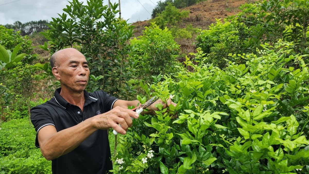 Bonsai - der Weg zum Reichtum in Thong Nhat