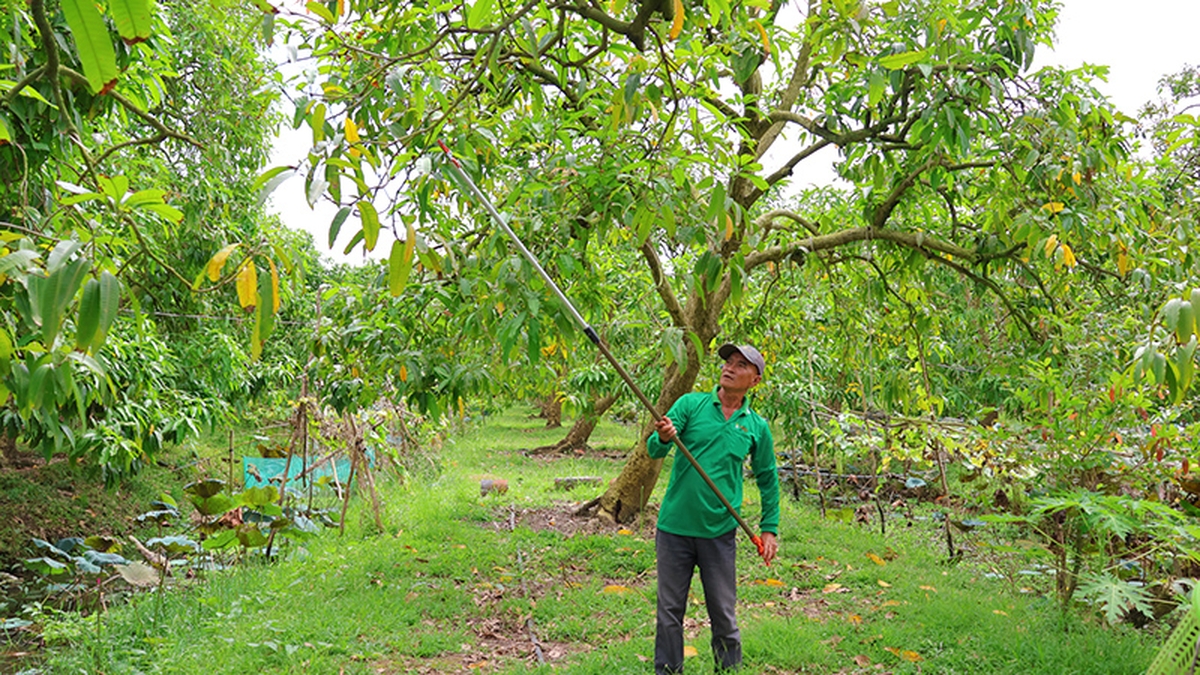 Casa-jardín comunal My Tho, un cambio positivo