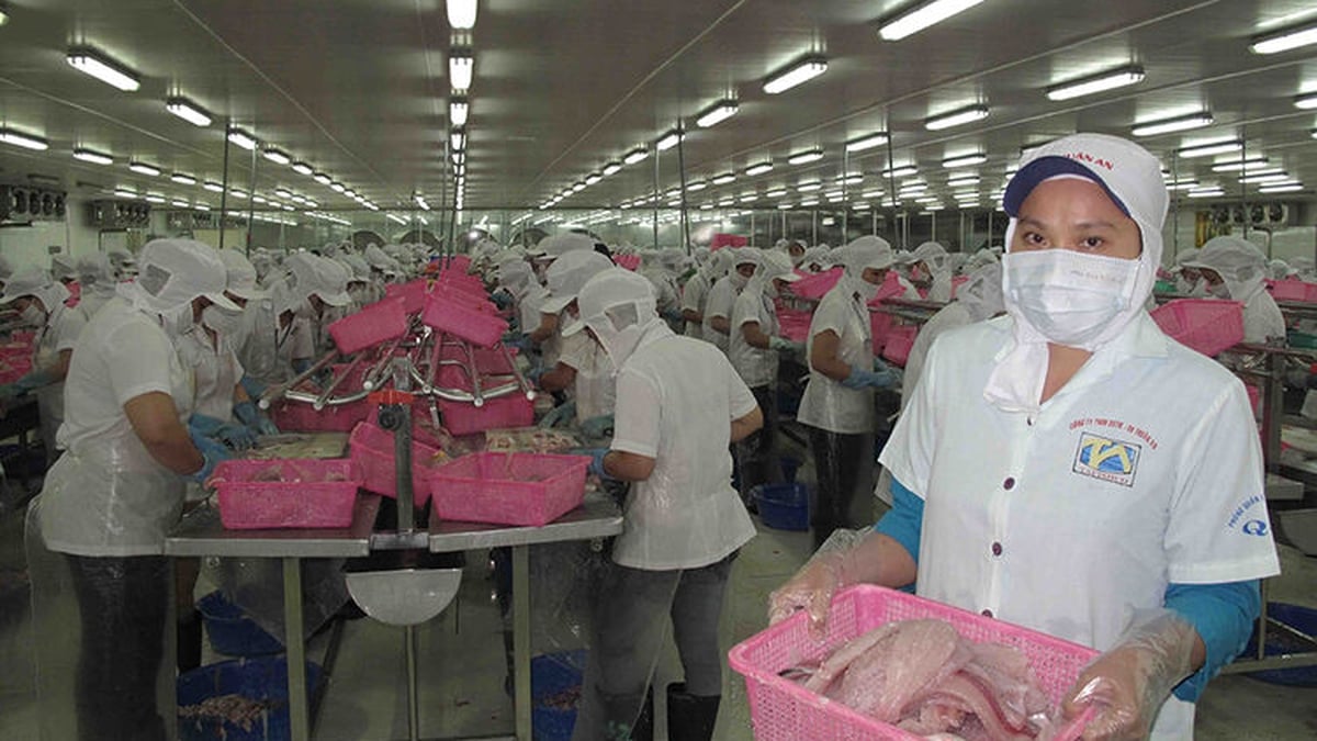 Improving the competitiveness of the pangasius industry