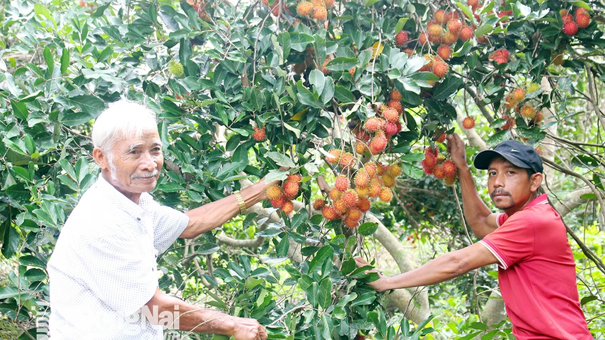 Mướt xanh làng Chơro ở ấp Bình Hòa