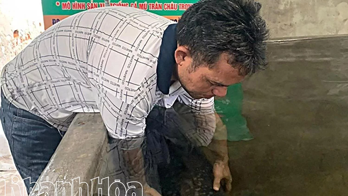 ការអនុវត្តបច្ចេកវិទ្យាបង្កាត់ពូជសិប្បនិម្មិតសម្រាប់ Pearl grouper