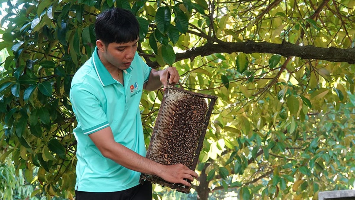 Can Tho youth start a business from beekeeping