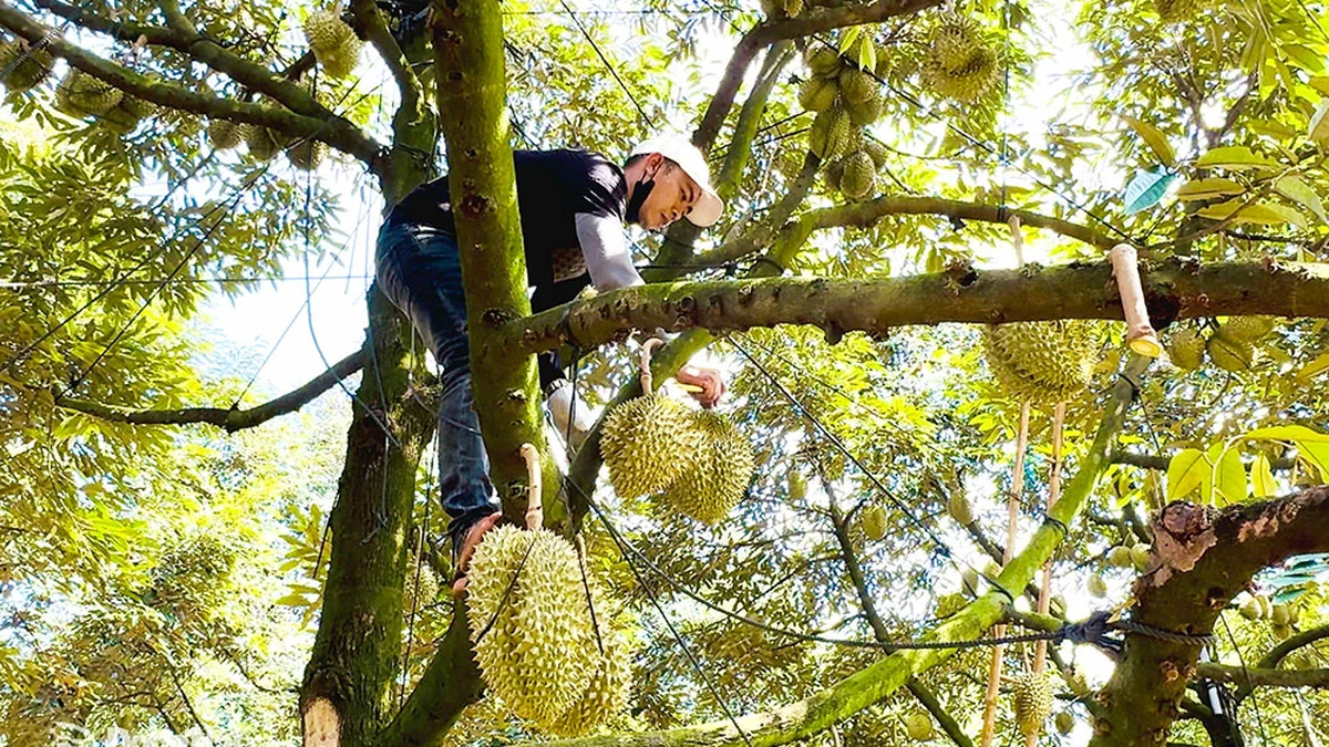 Al no cumplir con los estándares de exportación, ¿el durian inundará el mercado?