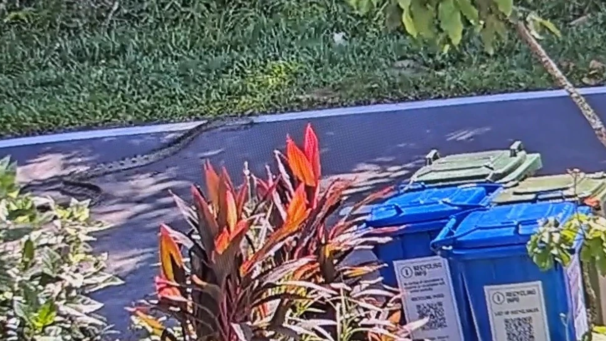 Camera records "monster" attacking 2.5 meter long python