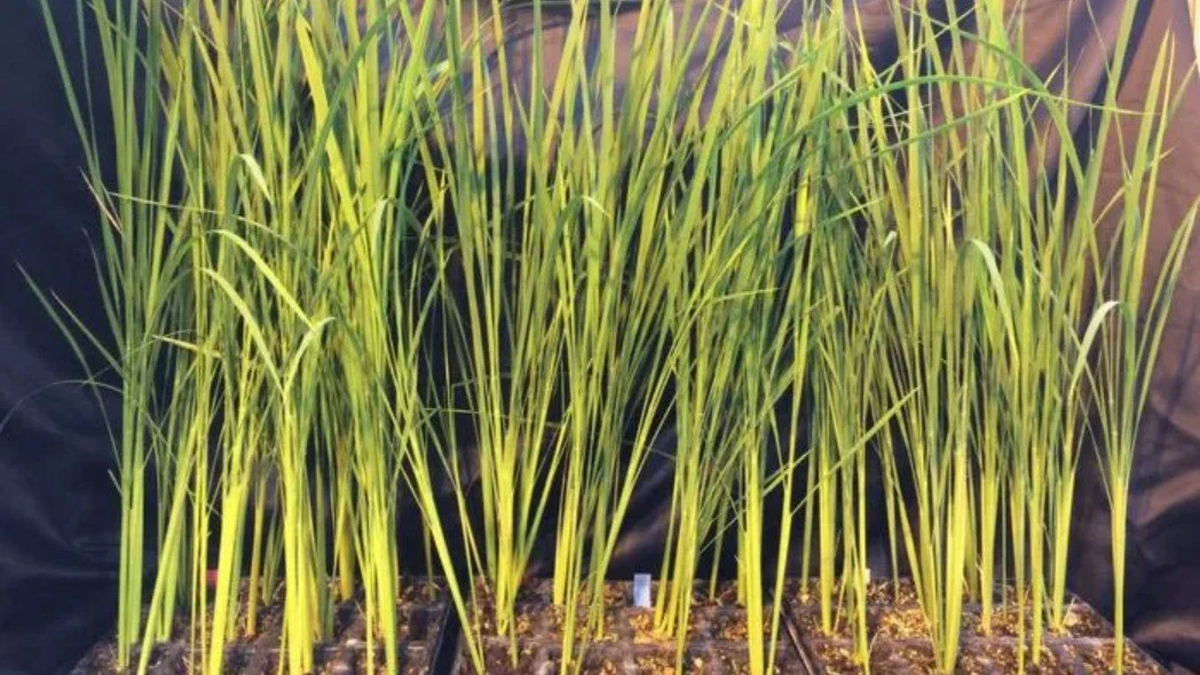 'Moon Rice' project develops rice varieties that grow in microgravity