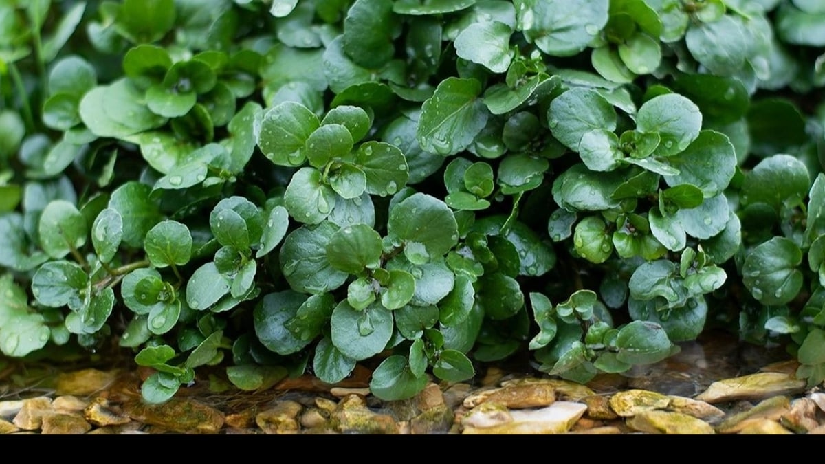Why watercress is considered the world's number 1 vegetable