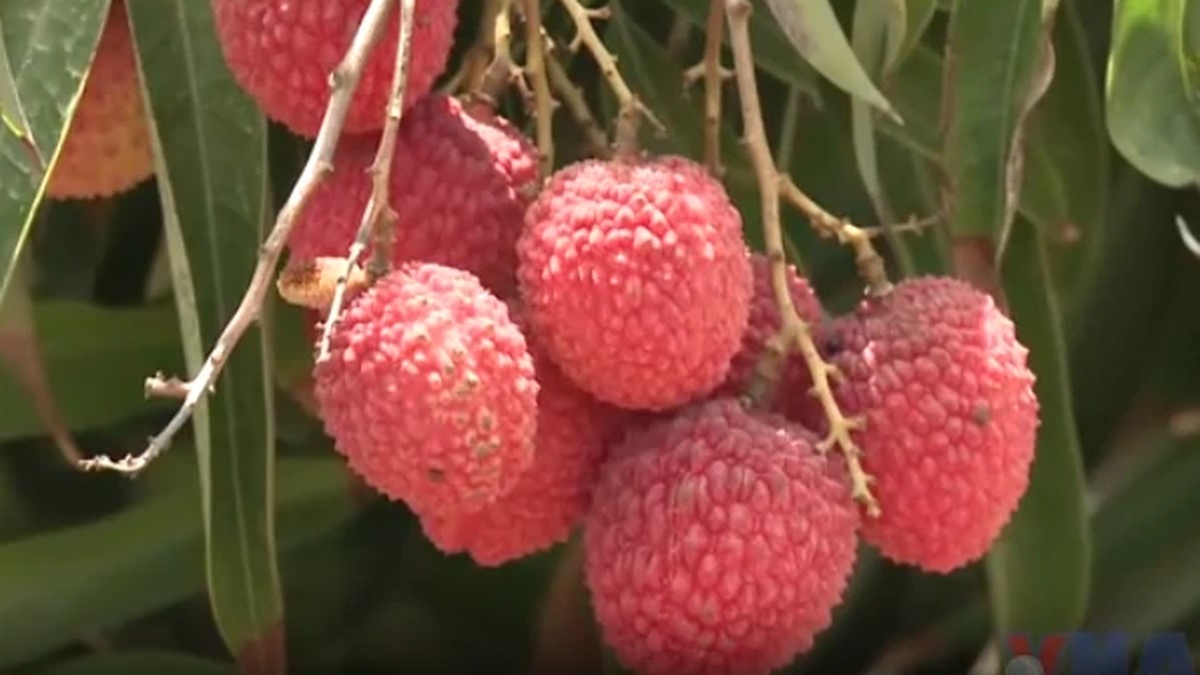 Marvel at the brilliant red lychee garden in the middle of the Israeli desert
