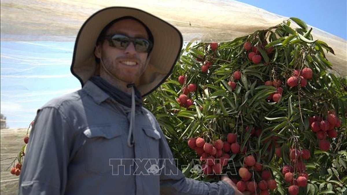 Milagro agrícola israelí: lichis vietnamitas crecen en el desierto
