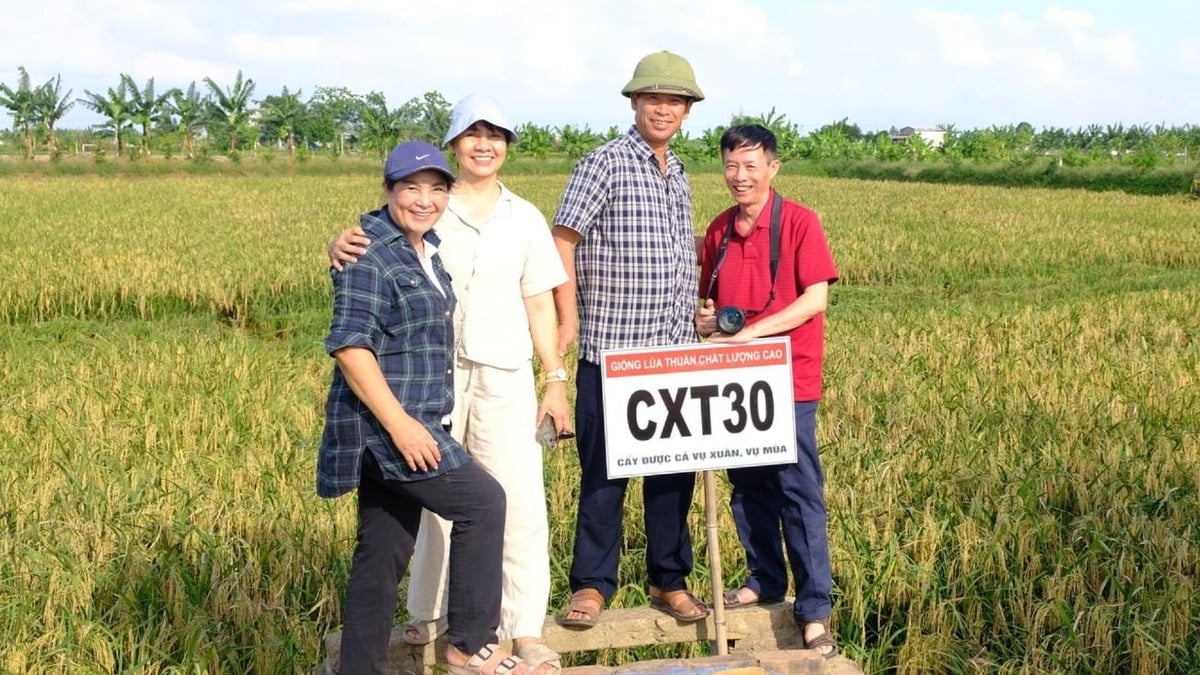 CXT30 - صنف أرز مناسب للاستغلال المستدام لديدان الأرض وسرطانات البحر