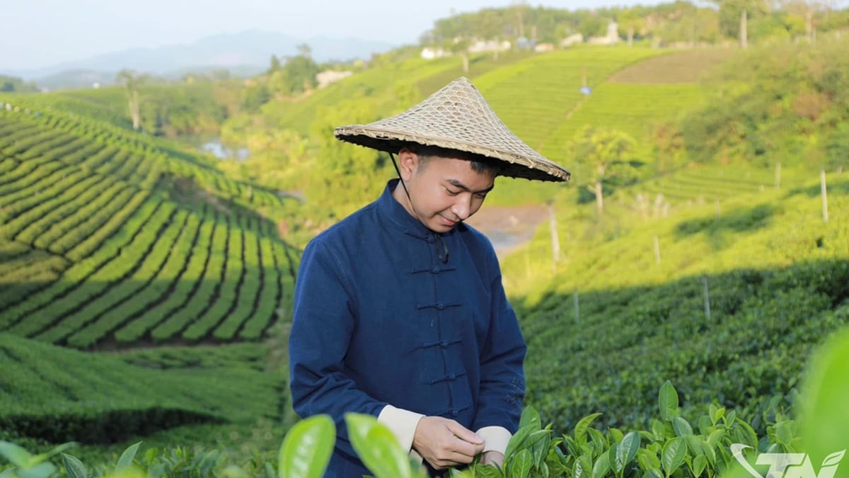 その鉱夫は茶の木からそのキャリアをスタートした。