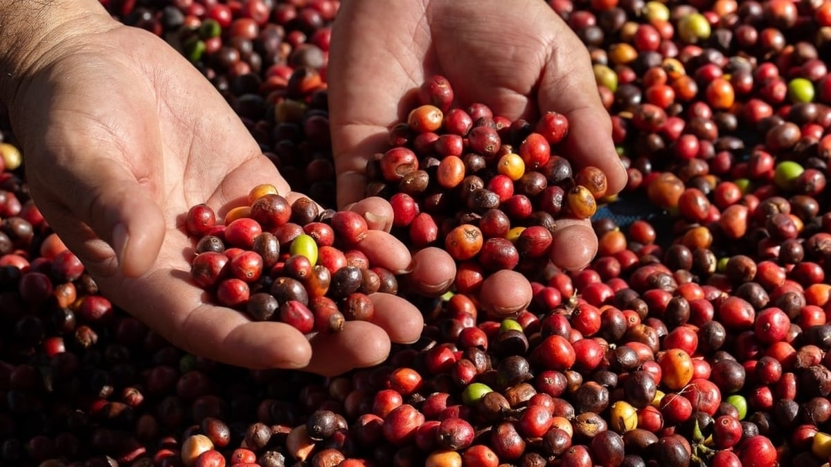 Prix du café aujourd'hui 14 juillet 2025 : Le prix atteint le seuil de survie, oscillant autour de 90 000 VND/kg