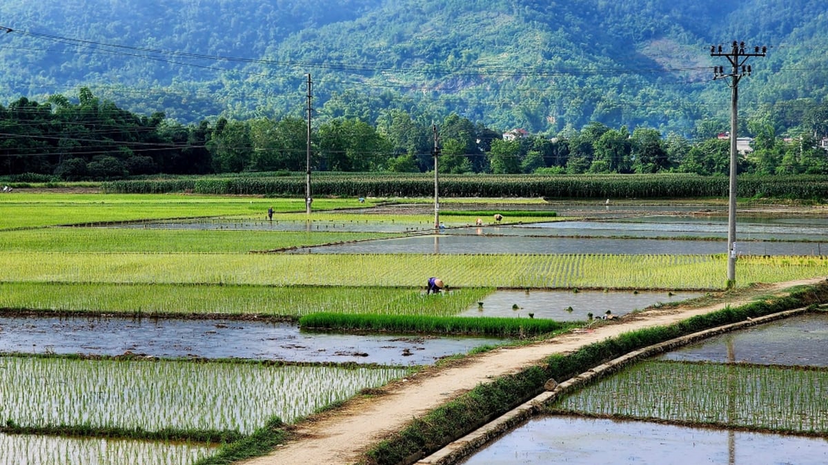 ទិន្នផល​គ្រាប់​ធញ្ញជាតិ​សរុប​ត្រូវ​បាន​ប៉ាន់​ប្រមាណ​ថា​មាន​ចំនួន 116,905 តោន - Cao Bang Electronic Newspaper