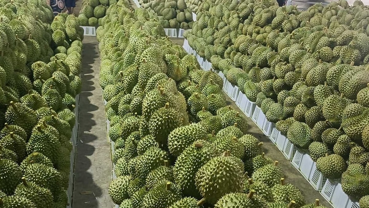 Durian price today July 16: Exported durian "fails" in China, domestic Thai durian slightly increases