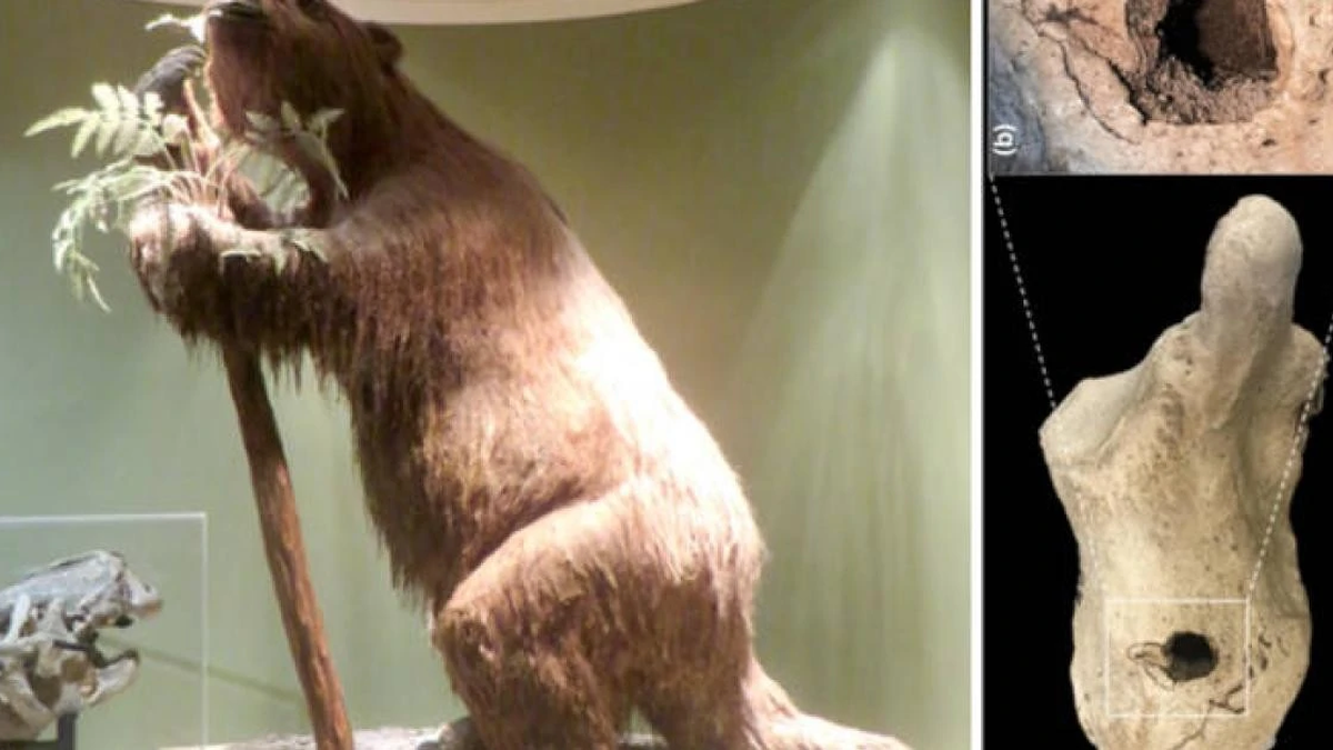 地上ナマケモノの化石が知られざる歴史の秘密を明らかにする