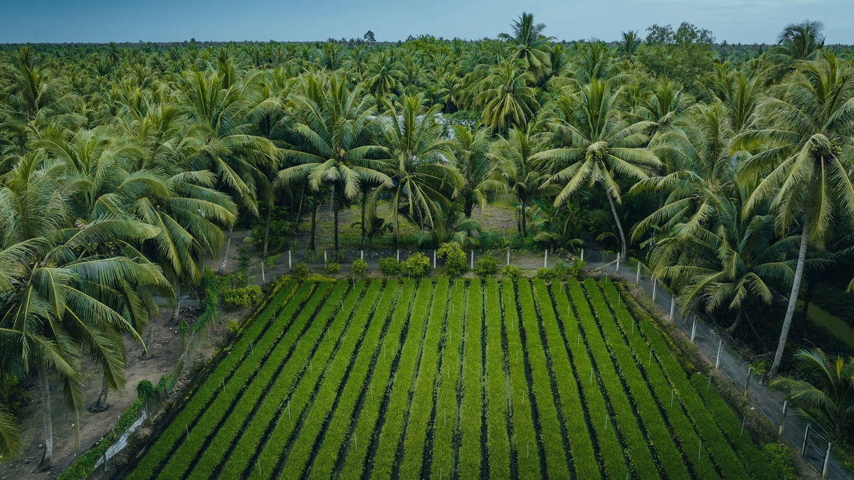 Une photo qui provoque une « fièvre » dans la région des cocotiers de Vinh Long