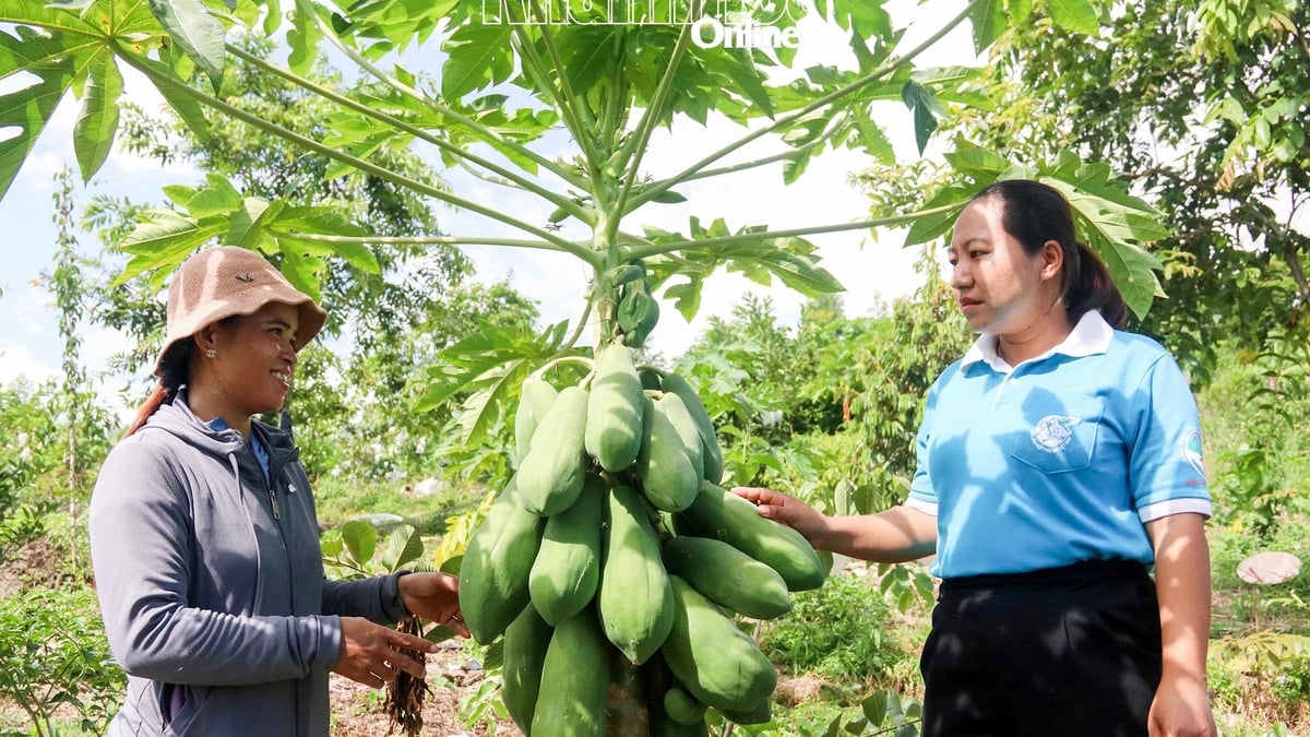 Salir de la pobreza cultivando árboles frutales y criando ganado