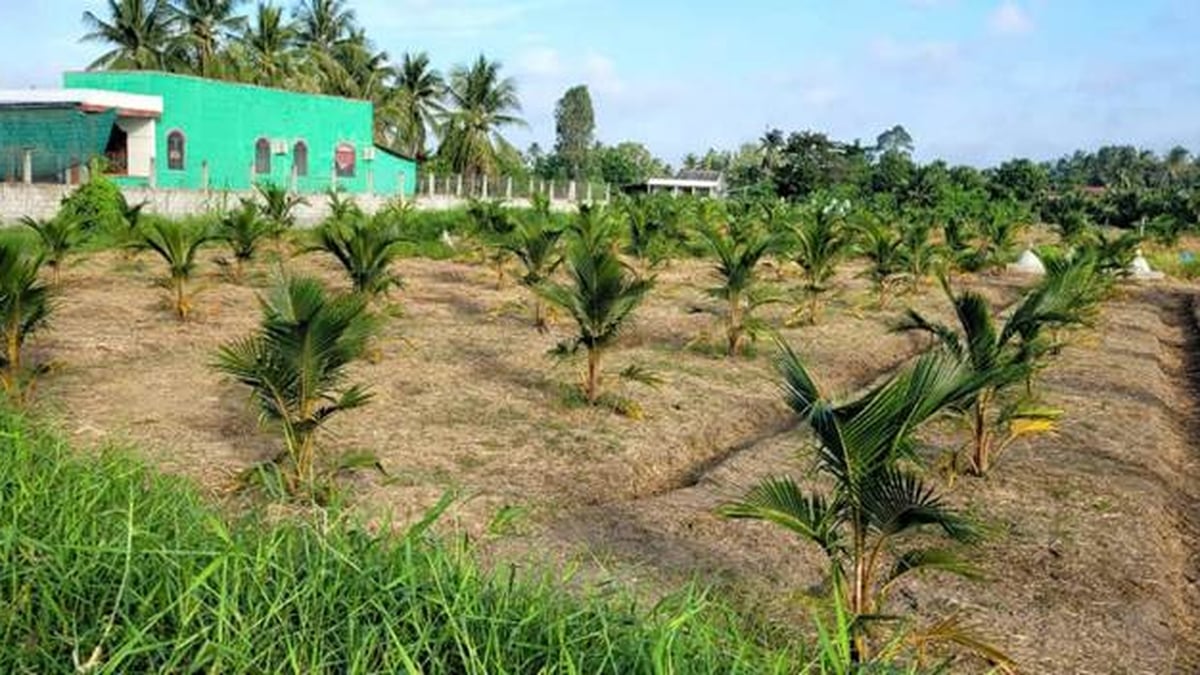 ドンタップ：ココナッツの栽培面積は増加、農家は大量栽培に慎重
